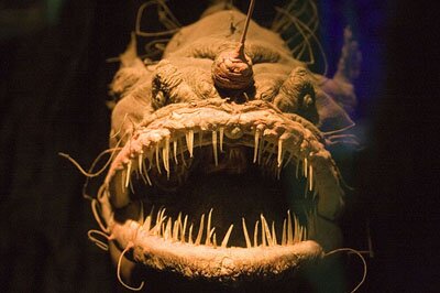 Angler fish